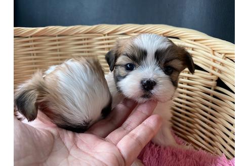 成約済の秋田県のマルシーズー:マルチーズ×シーズー-132978の1枚目