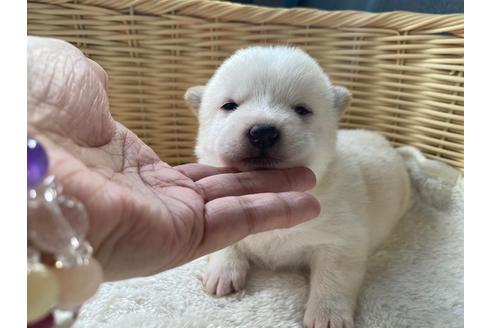 成約済の秋田県の豆柴-132078の16枚目