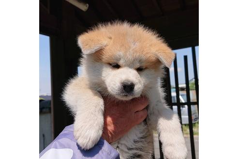 45万円以下の子犬を探す ブリーダーナビ