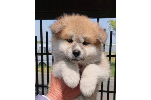 大型犬の子犬を探す 5ページ目 ブリーダーナビ 大型犬の子犬を探す 5ページ目 ブリーダーナビ