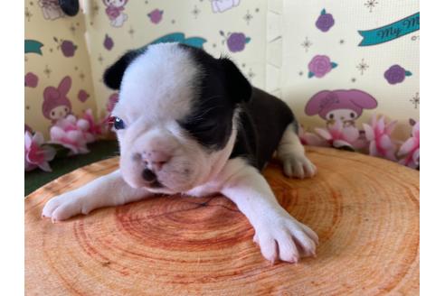 成約済の栃木県のミックス犬-133032の6枚目