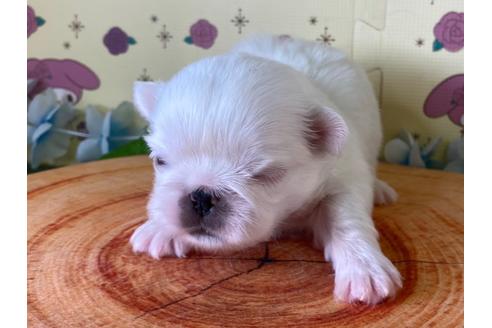 成約済の栃木県のペキニーズ-133036の9枚目