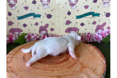 成約済の栃木県のペキニーズ-133041の21枚目