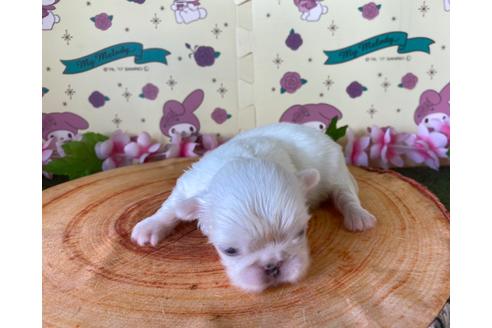 成約済の栃木県のペキニーズ-133041の19枚目