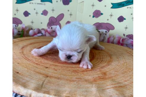 成約済の栃木県のペキニーズ-133043の7枚目