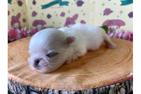 成約済の栃木県のペキニーズ-133043の8枚目