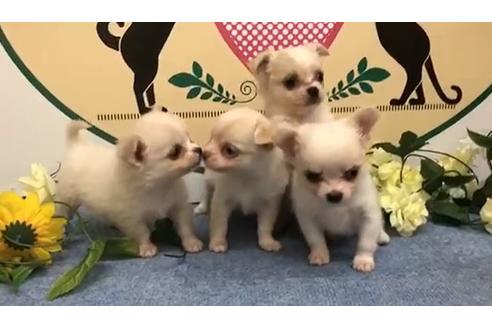 成約済の栃木県のチワワ(ロングコート)-133073の1枚目