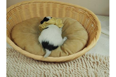 成約済の埼玉県のチワワ(ロングコート)-133083の3枚目