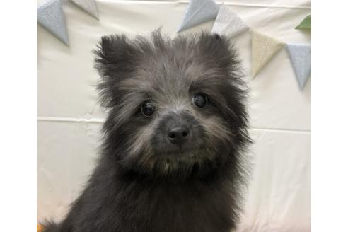 成約済の北海道のミックス犬-128083