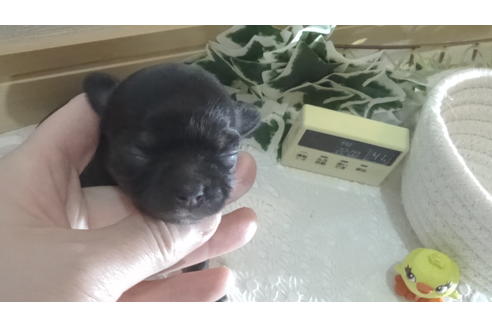 成約済の広島県のチワワ(ロングコート)-133145の65枚目