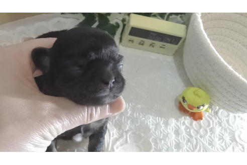 成約済の広島県のチワワ(ロングコート)-133145の64枚目
