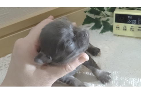 成約済の広島県のチワワ(ロングコート)-133148の22枚目
