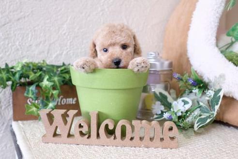 成約済の滋賀県のトイプードル-133028の1枚目