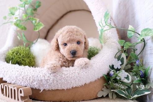 成約済の滋賀県のトイプードル-133028の3枚目