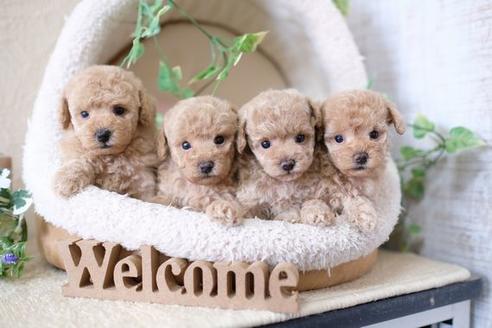 成約済の滋賀県のトイプードル-133028の2枚目