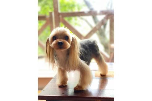 お鈴ちゃん1枚目