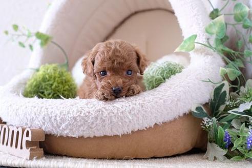 成約済の滋賀県のトイプードル-133030の1枚目