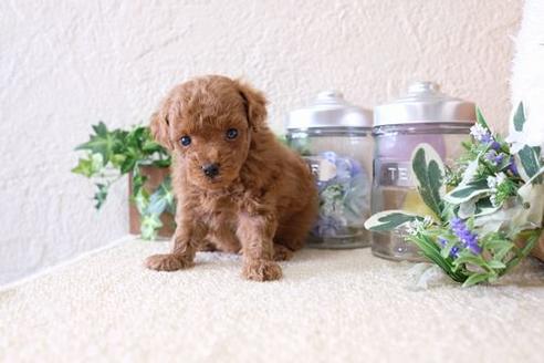 成約済の滋賀県のトイプードル-133030の3枚目