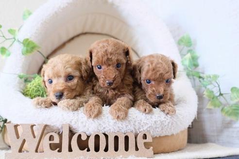 成約済の滋賀県のトイプードル-133030の2枚目