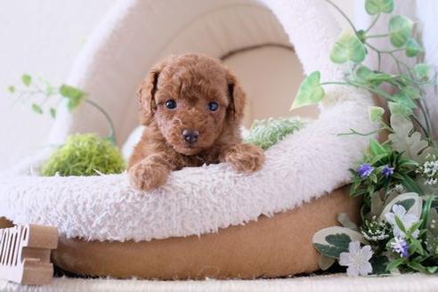 成約済の滋賀県のトイプードル-133031の1枚目