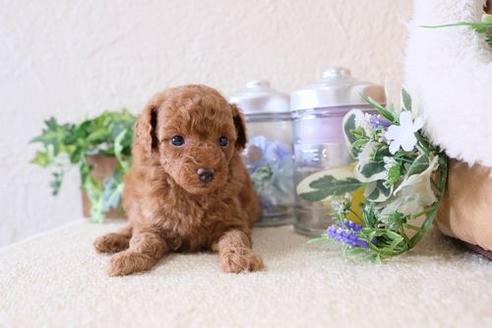 成約済の滋賀県のトイプードル-133031の3枚目