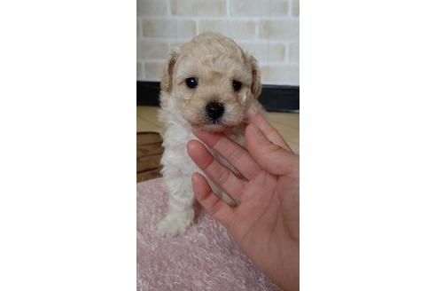 成約済の滋賀県のミックス犬-133164の1枚目