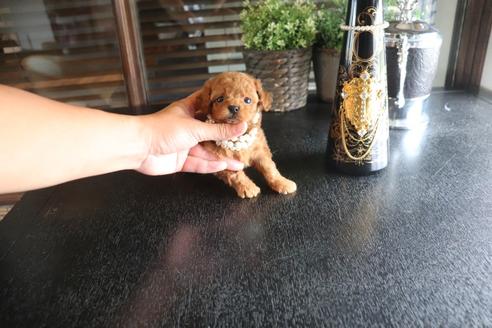 成約済の埼玉県のタイニープードル-133179の5枚目