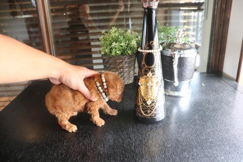 成約済の埼玉県のタイニープードル-133179の4枚目