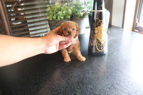 成約済の埼玉県のタイニープードル-133179の3枚目