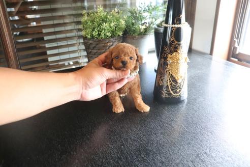 成約済の埼玉県のタイニープードル-133179の2枚目