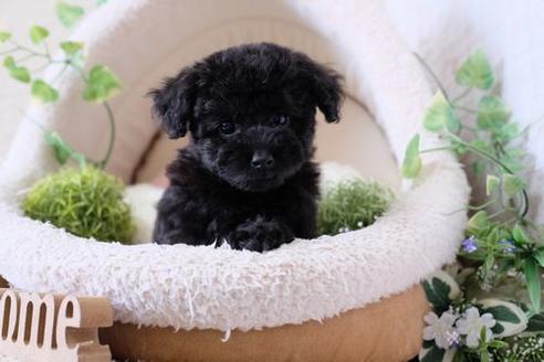 成約済の滋賀県のトイプードル-131410の1枚目