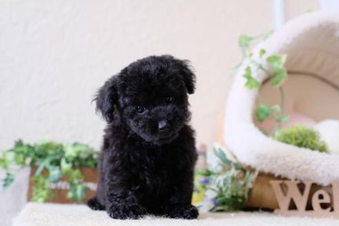 成約済の滋賀県のトイプードル-131410の5枚目