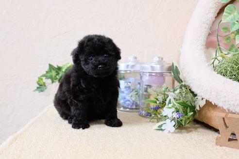 成約済の滋賀県のトイプードル-131410の3枚目