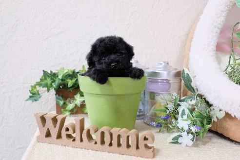 成約済の滋賀県のトイプードル-131410の2枚目