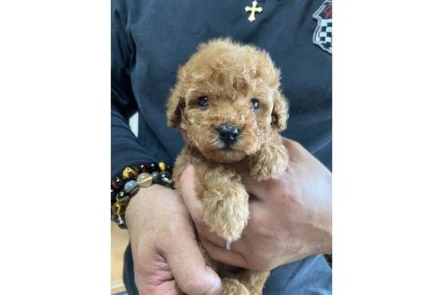 成約済の静岡県のトイプードル-132174の1枚目