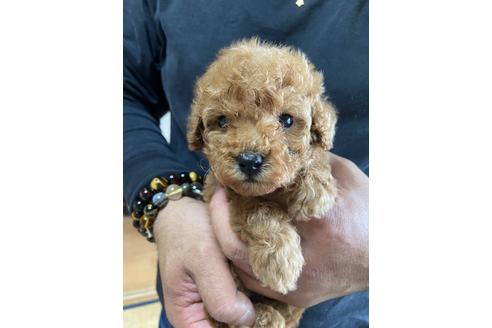 成約済の静岡県のトイプードル-132174の3枚目