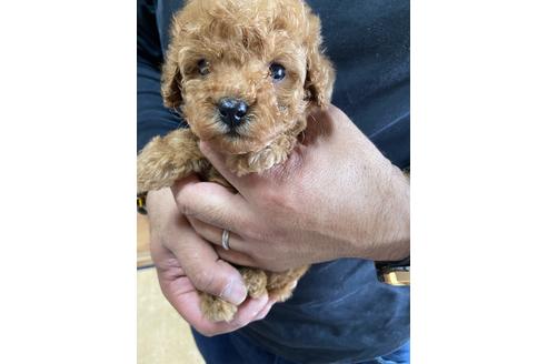 成約済の静岡県のトイプードル-132174の2枚目