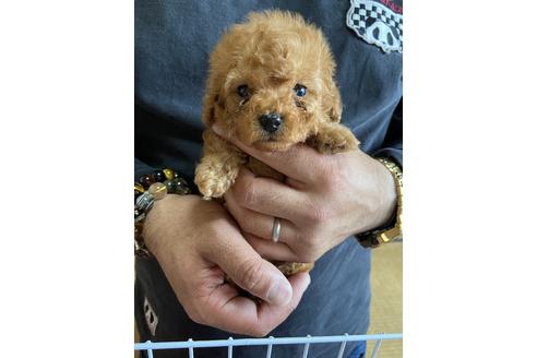 成約済の静岡県のトイプードル-132173の2枚目