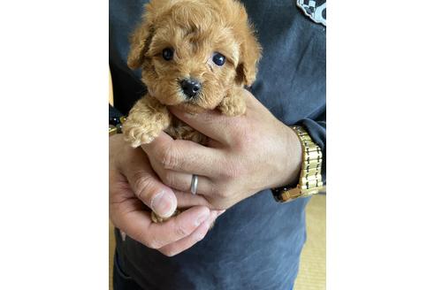 成約済の静岡県のトイプードル-132172の2枚目