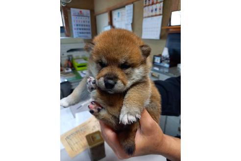 成約済の山梨県の柴犬-133192の1枚目