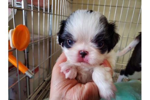 成約済の愛知県の狆 (チン)-133207の1枚目