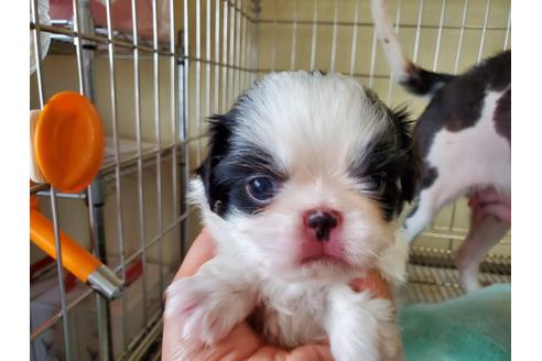 成約済の愛知県の狆 (チン)-133207の5枚目