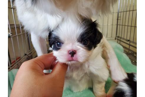 成約済の愛知県の狆 (チン)-133207の3枚目