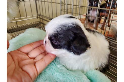 成約済の愛知県の狆 (チン)-133207の2枚目