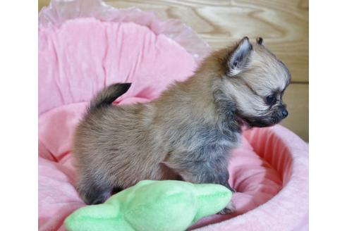 成約済の北海道のポメチワ:ポメラニアン×チワワ-131841の3枚目