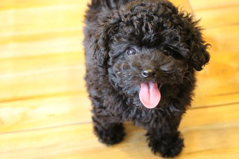 成約済の愛知県のトイプードル-126393