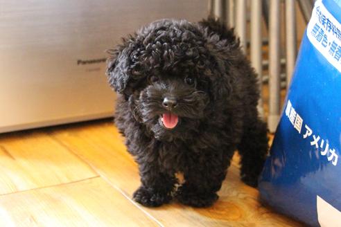 成約済の愛知県のトイプードル-126393の2枚目