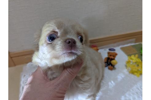 成約済の広島県のチワワ(ロングコート)-130673の21枚目