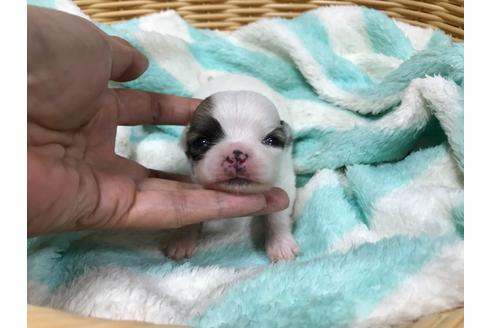 成約済の香川県のチワワ(ロングコート)-133236の10枚目