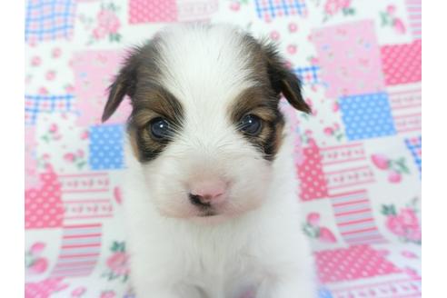 成約済の千葉県のパピヨン-133282